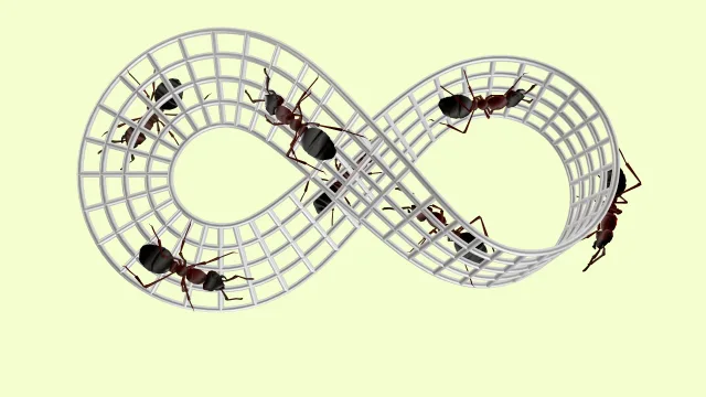 Ants