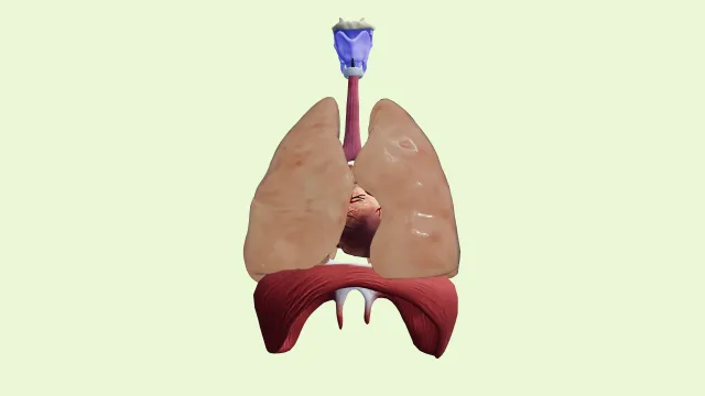 Adult heart and lungs