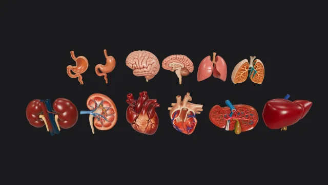 Human organ packaging