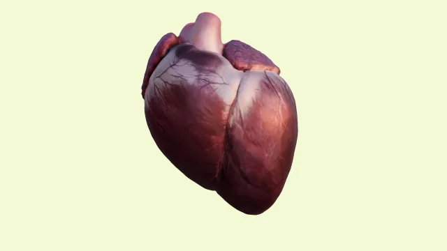 Animated human heart