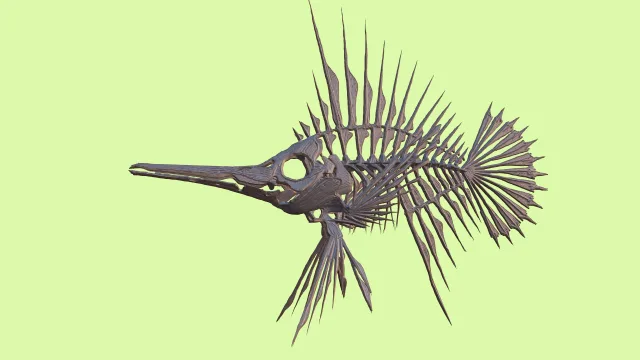 Fish skeleton
