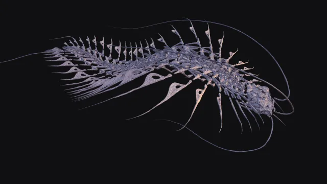 Fish skeleton