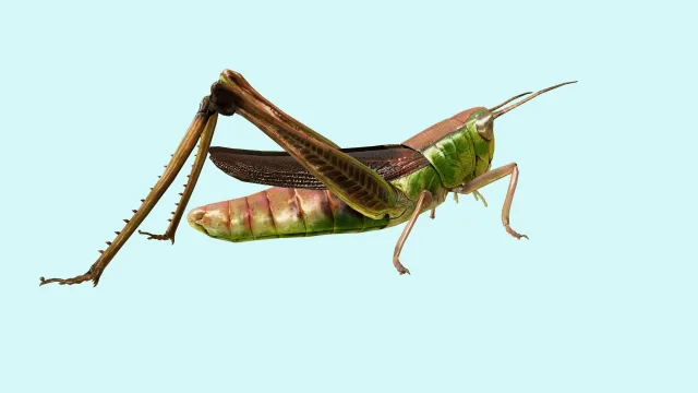 Grasshopper