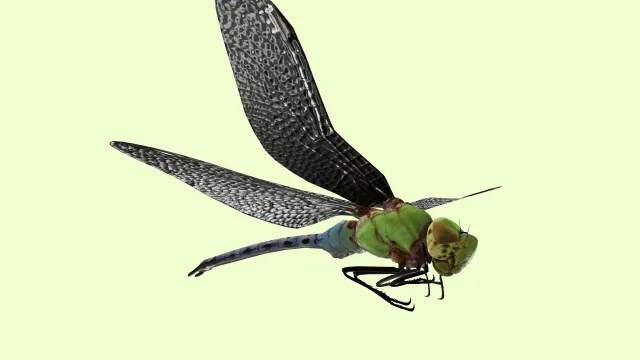 Dragonfly animation