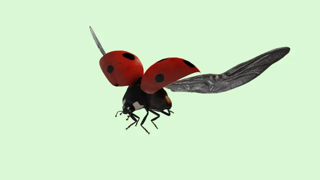Ladybug
