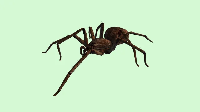 Spider