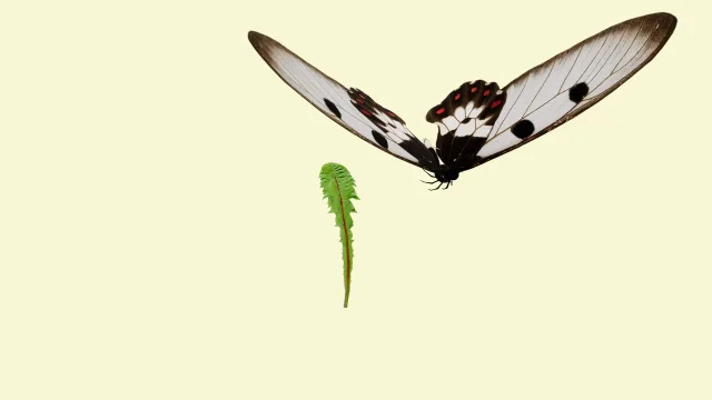 Butterfly