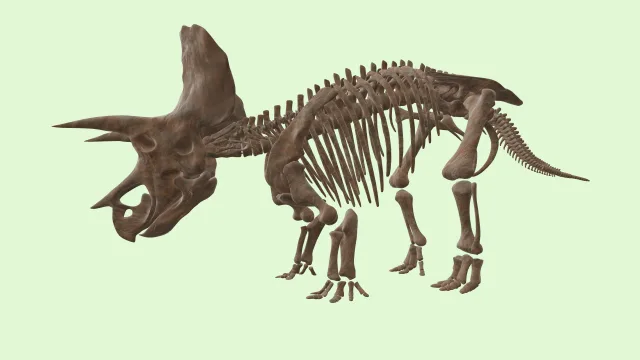 Triceratops skeleton