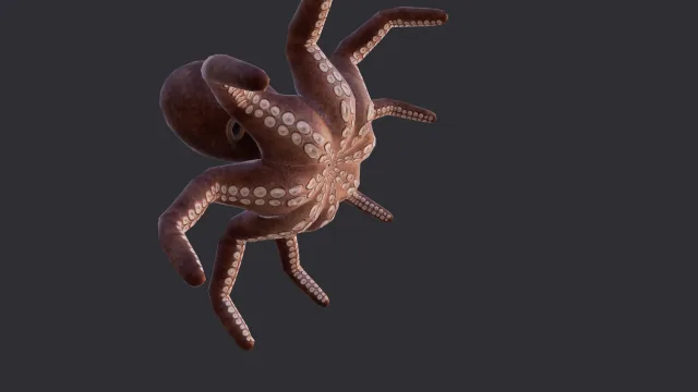 Octopus