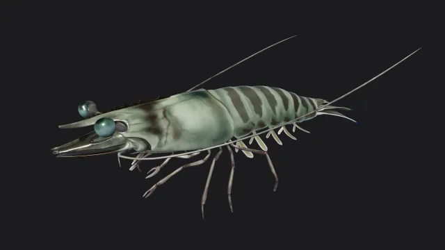 Crevettes méditerranéennes