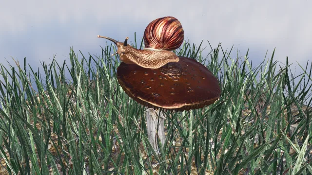 Snail on a mushroom