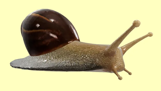 Snail